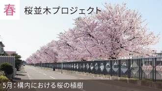 画像：春：桜並木プロジェクト。5月：構内における桜の植樹